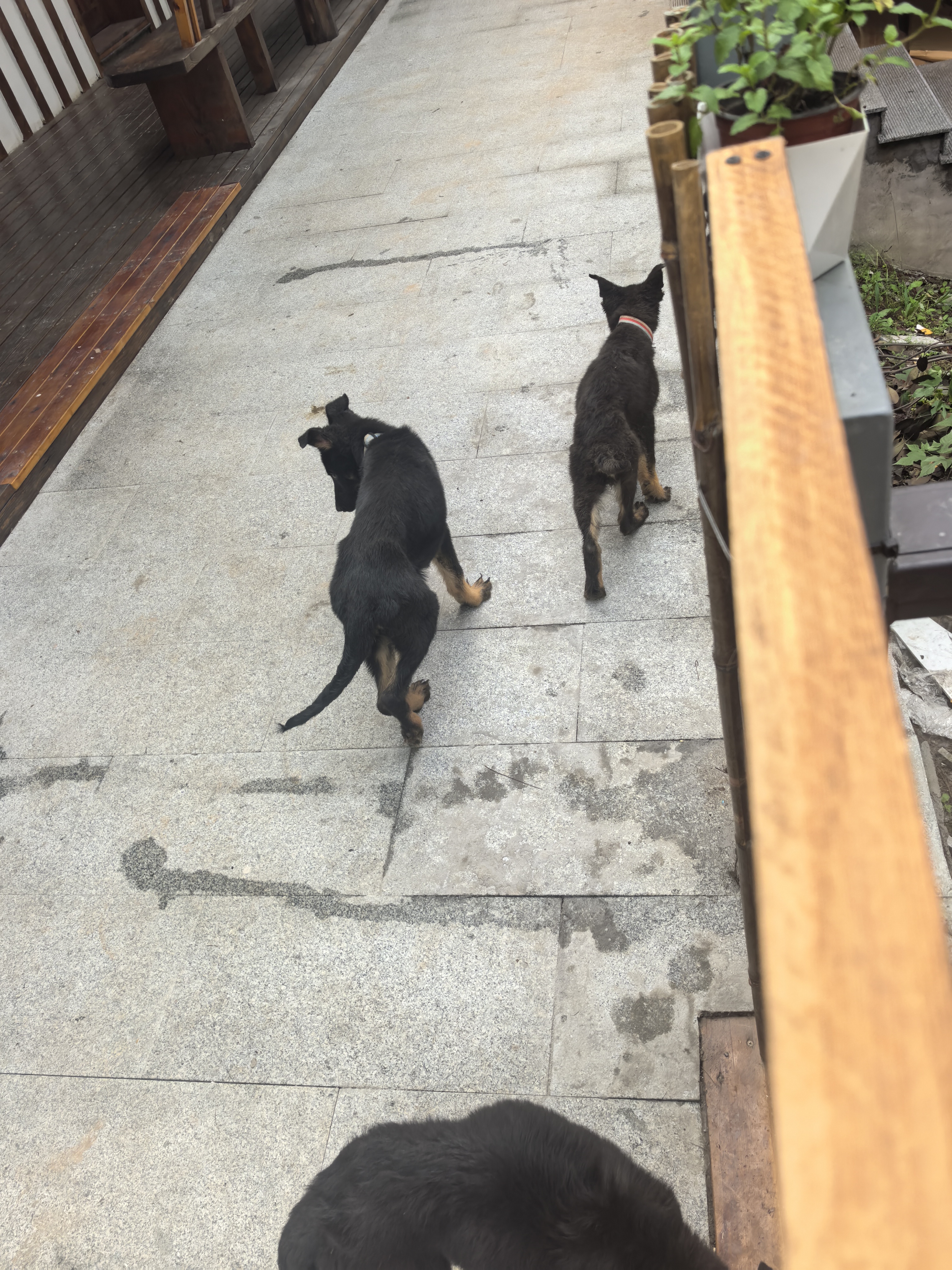 双血统带证书+芯片+追踪器